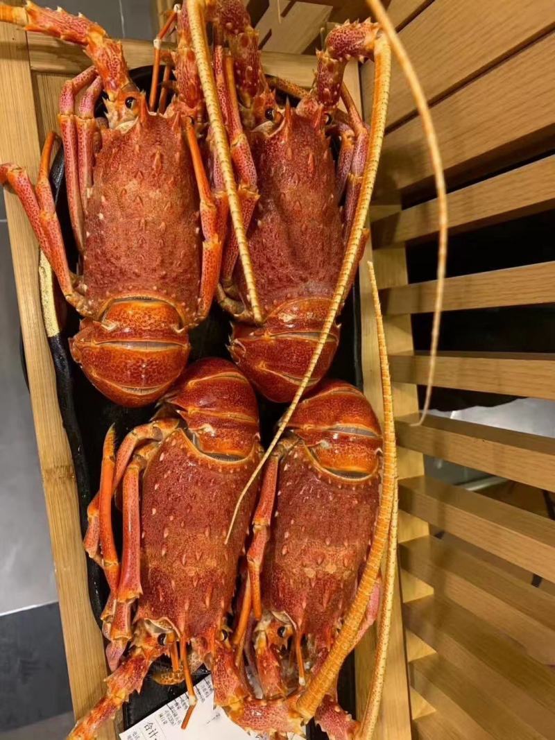 进口龙虾，青龙，澳龙