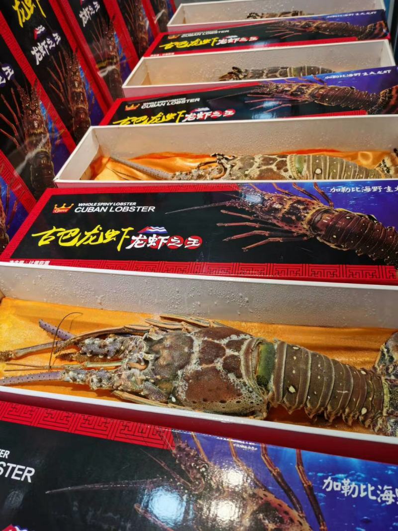 进口龙虾，青龙，澳龙