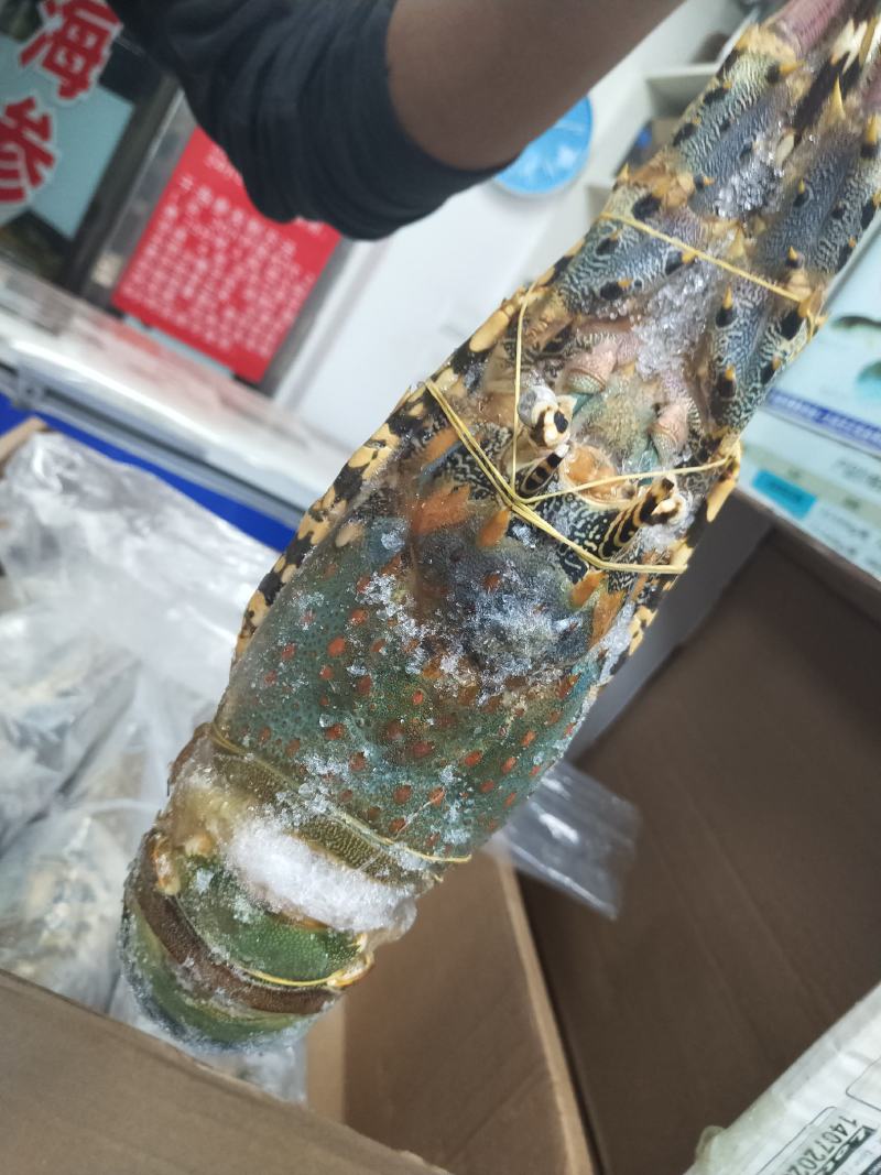 进口龙虾，青龙，澳龙