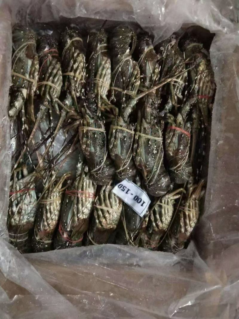 进口龙虾，青龙，澳龙