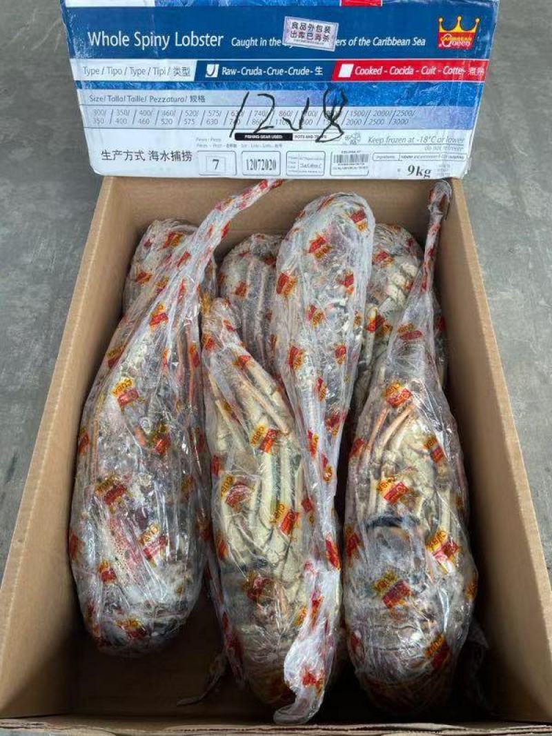 进口龙虾，青龙，澳龙