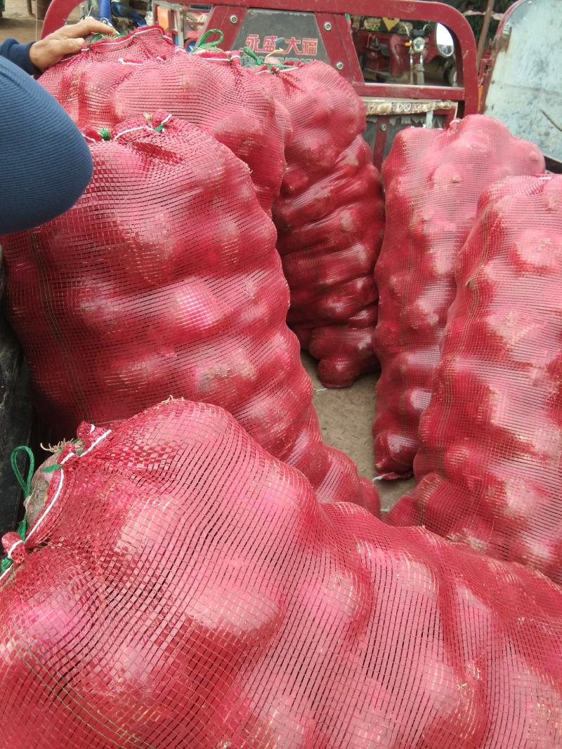河南焦作红皮洋葱，库存干货，，品相好，价格低，货源充足。