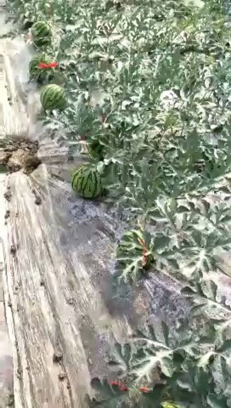 大棚西瓜口口脆二茬大红皮薄果型均匀