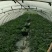 大棚西瓜口口脆头茬大红皮薄果型均匀