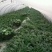 大棚西瓜口口脆头茬大红皮薄果型均匀