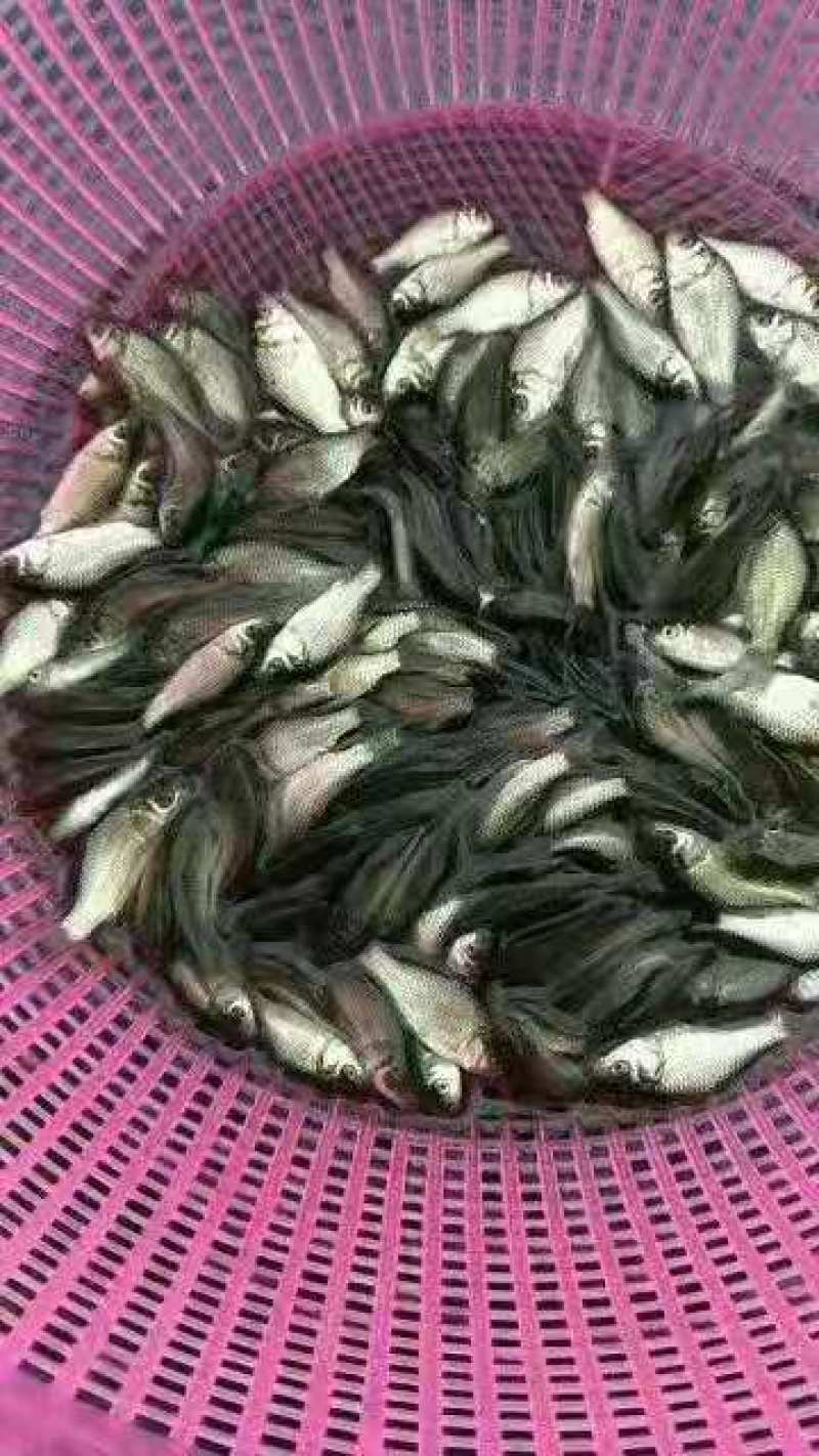 广州又一间鱼苗场批发中科五号鲫鱼，大种鲫鱼，湘云鲫鱼