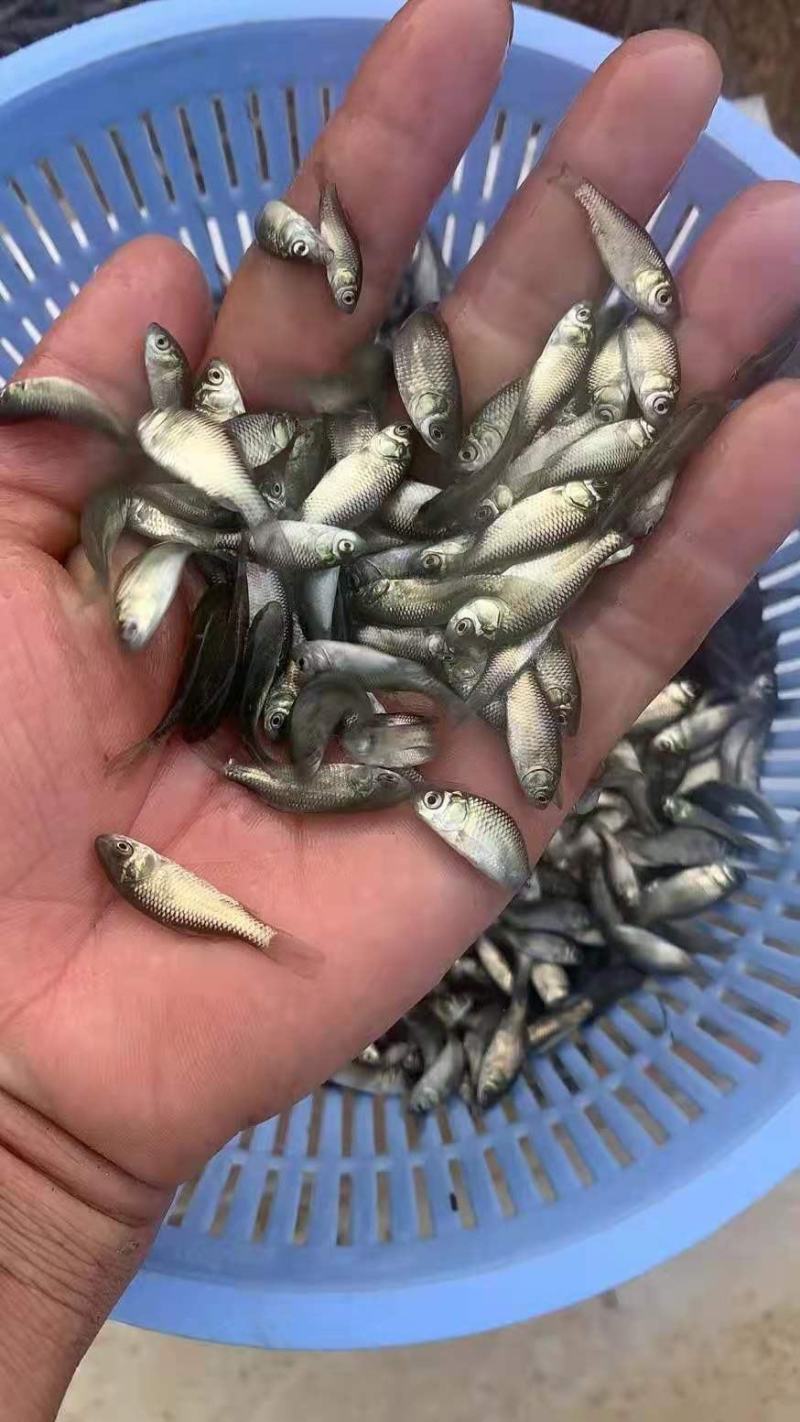广州又一间鱼苗场批发中科五号鲫鱼，大种鲫鱼，湘云鲫鱼