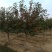 绚丽海棠，精品绚丽海棠树，稀苗处理绚丽海棠，青藤农业