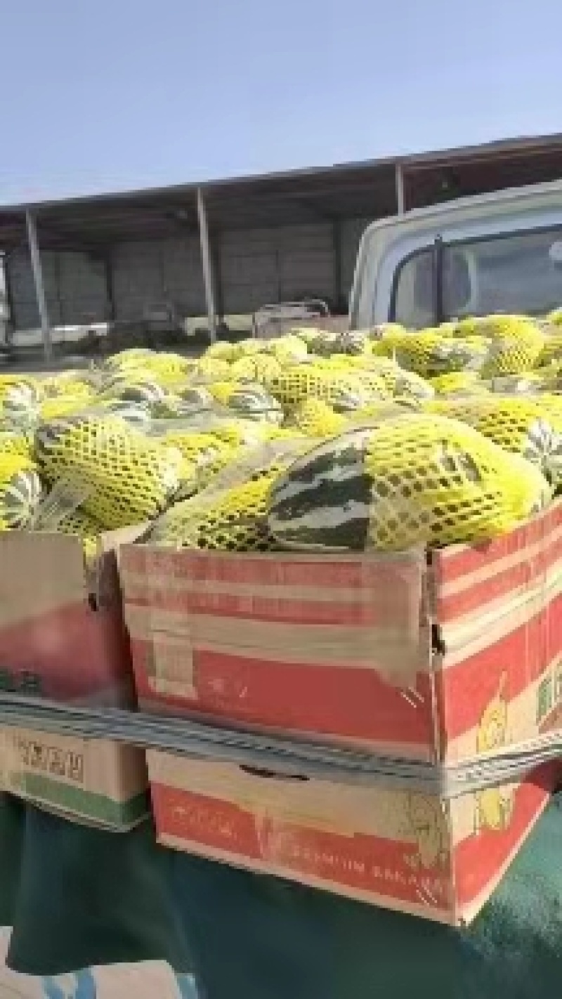 新鲜甜瓜河北博洋9号甜瓜大量上市，可代收，全国发货