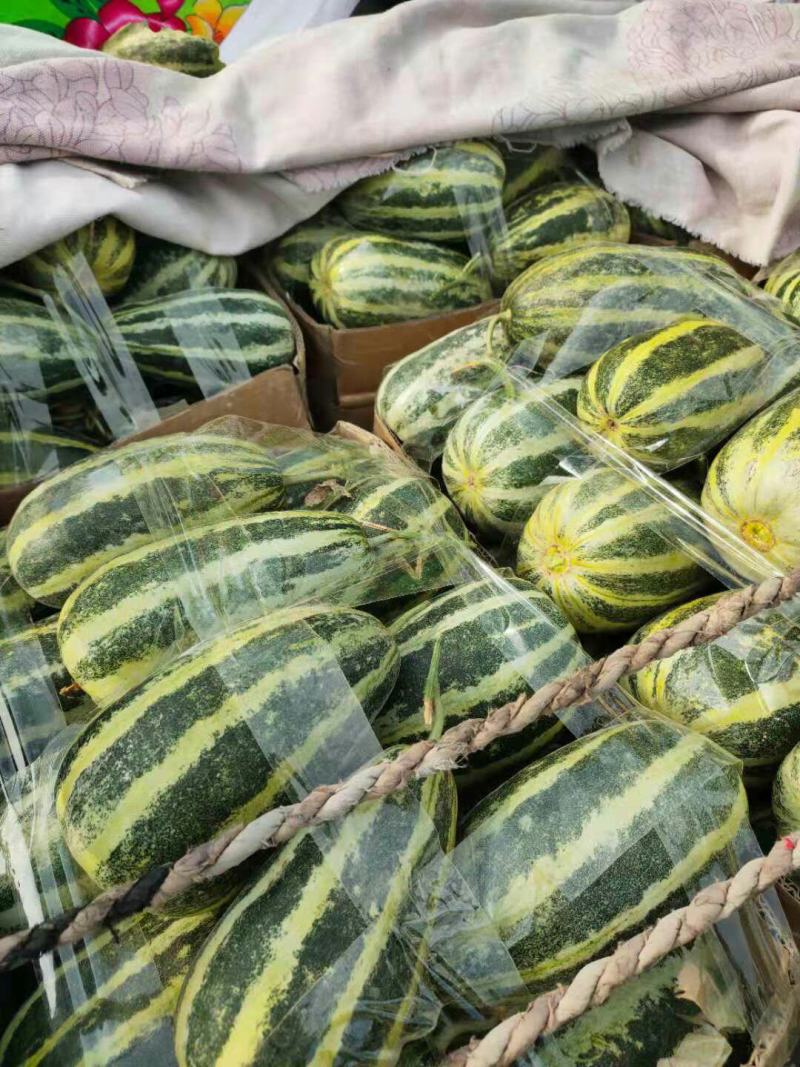 新鲜甜瓜河北博洋9号甜瓜大量上市，可代收，全国发货