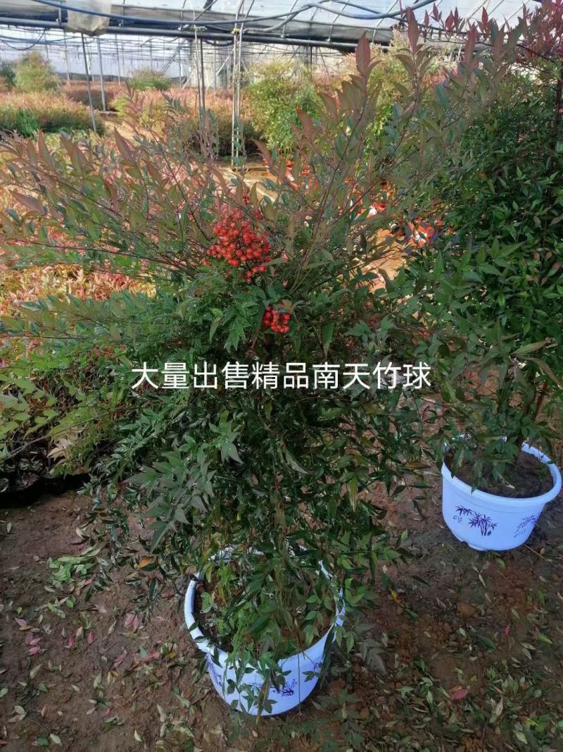 色块南天竹，花境火焰南天竹，营养杯南天竹，南天竹，