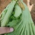 包芥适合盐酸菜，苦菜长期发货，常年供应，有合适加工厂可以