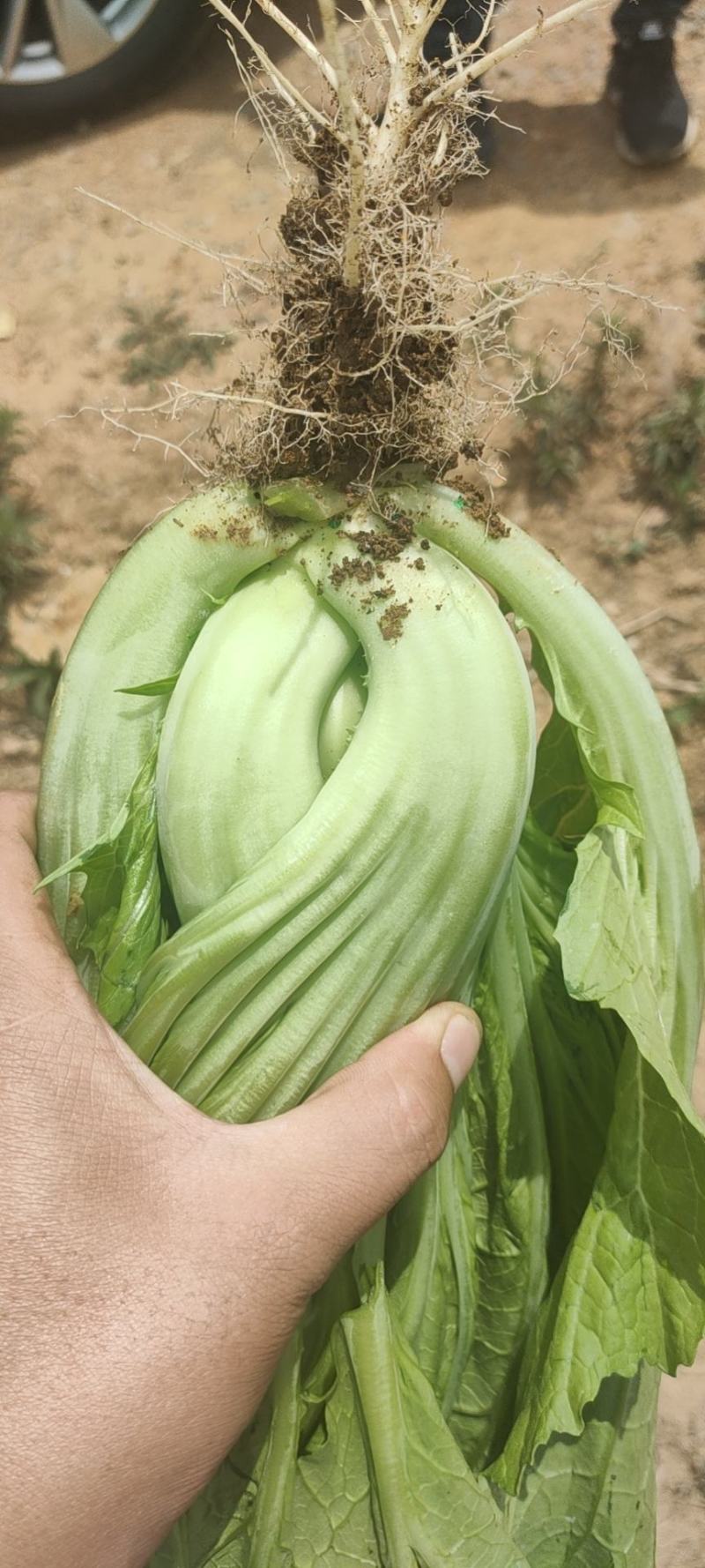 包芥适合盐酸菜，苦菜长期发货，常年供应，有合适加工厂可以