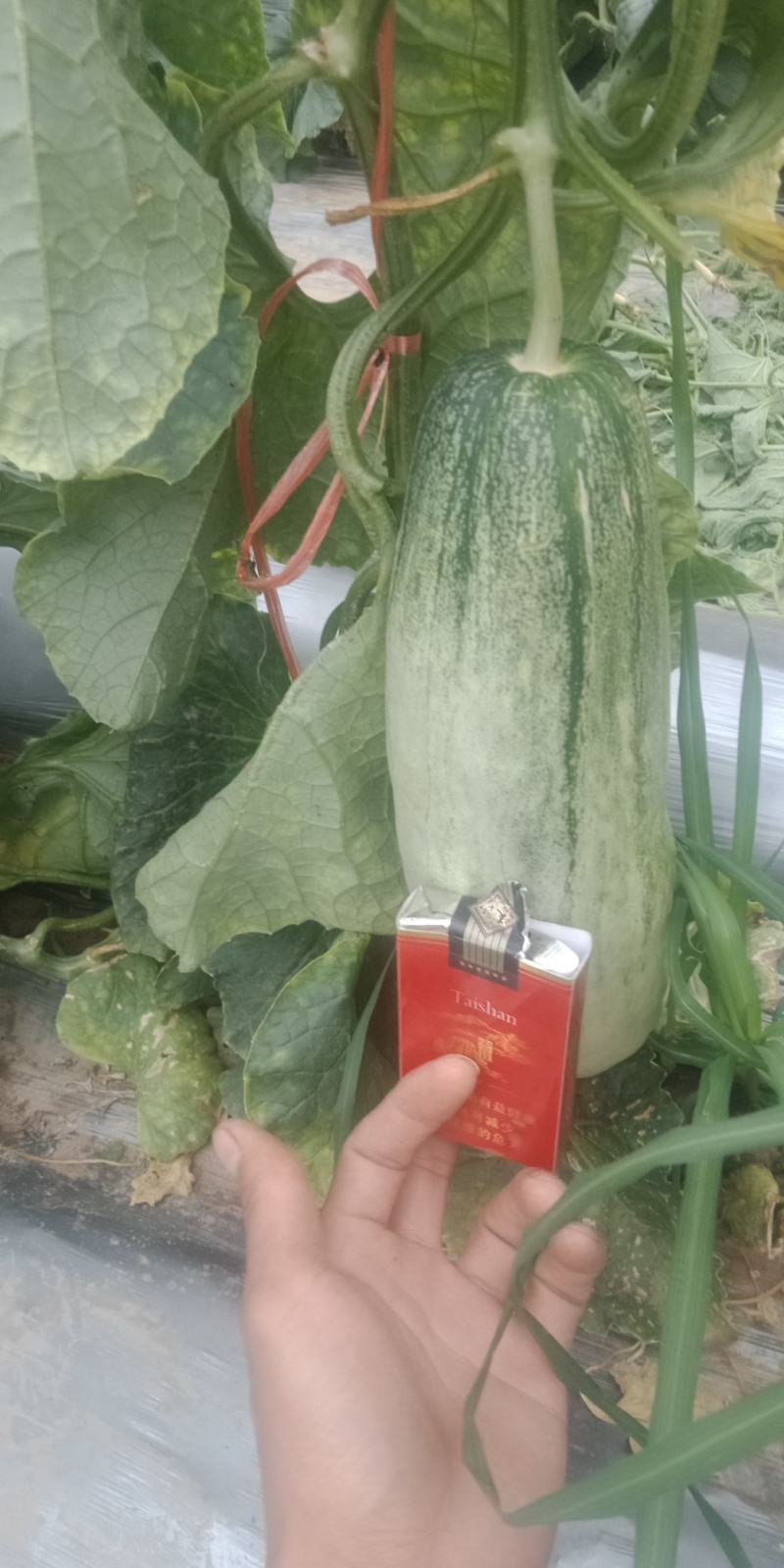 滨州惠民博洋系列甜瓜保质保量，大量上市中