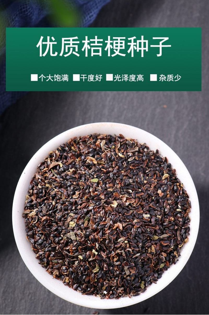 纯新桔梗种子，四季种植品种，纯新籽出苗率在95%以上