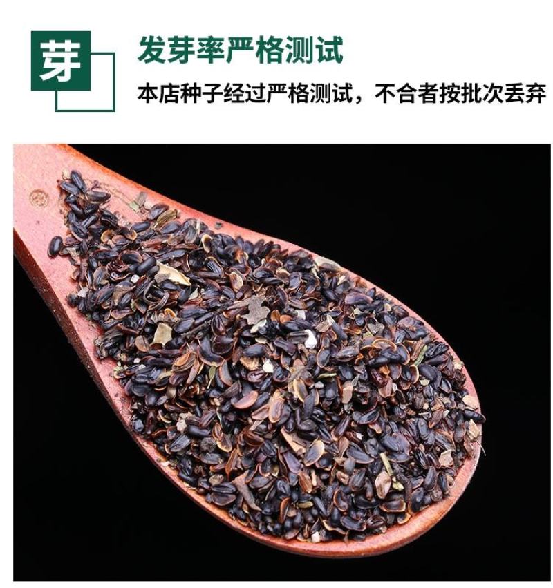 纯新桔梗种子，四季种植品种，纯新籽出苗率在95%以上