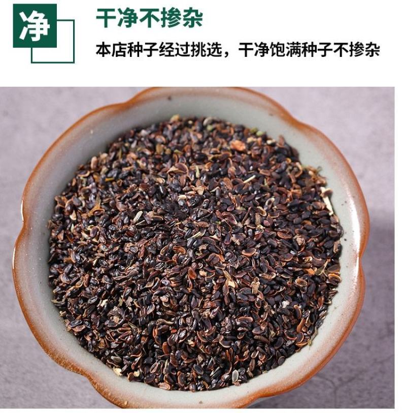 纯新桔梗种子，四季种植品种，纯新籽出苗率在95%以上