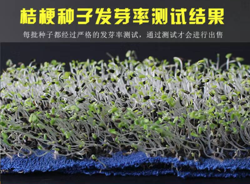 纯新桔梗种子，四季种植品种，纯新籽出苗率在95%以上