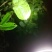 5月14号摘1000斤以上