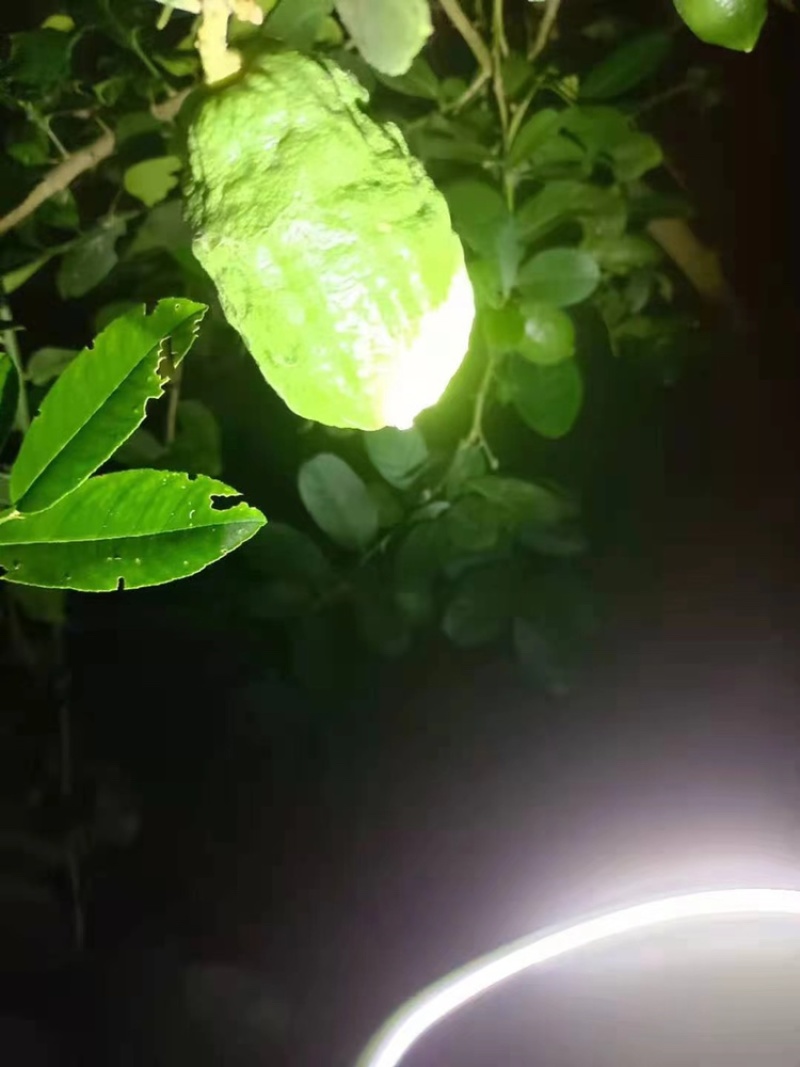 5月14号摘1000斤以上