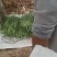 蒜薹