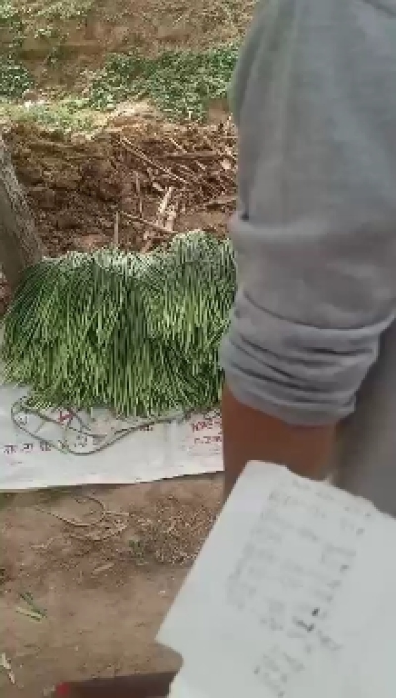 蒜薹