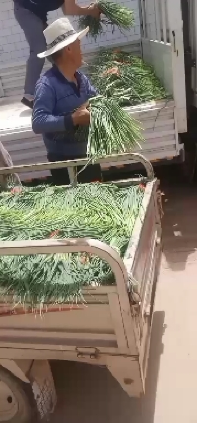 蒜薹