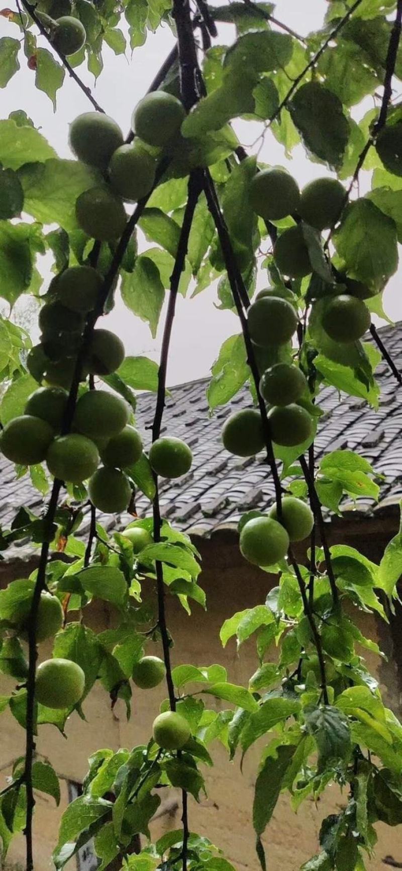 福建诏安新鲜青梅果现摘现发泡酒酸甜孕妇爱吃