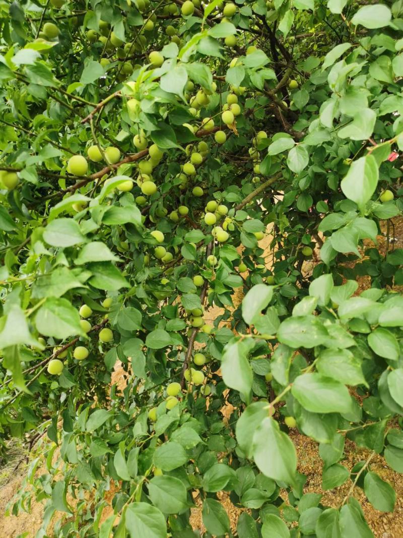 福建诏安新鲜青梅果现摘现发泡酒酸甜孕妇爱吃