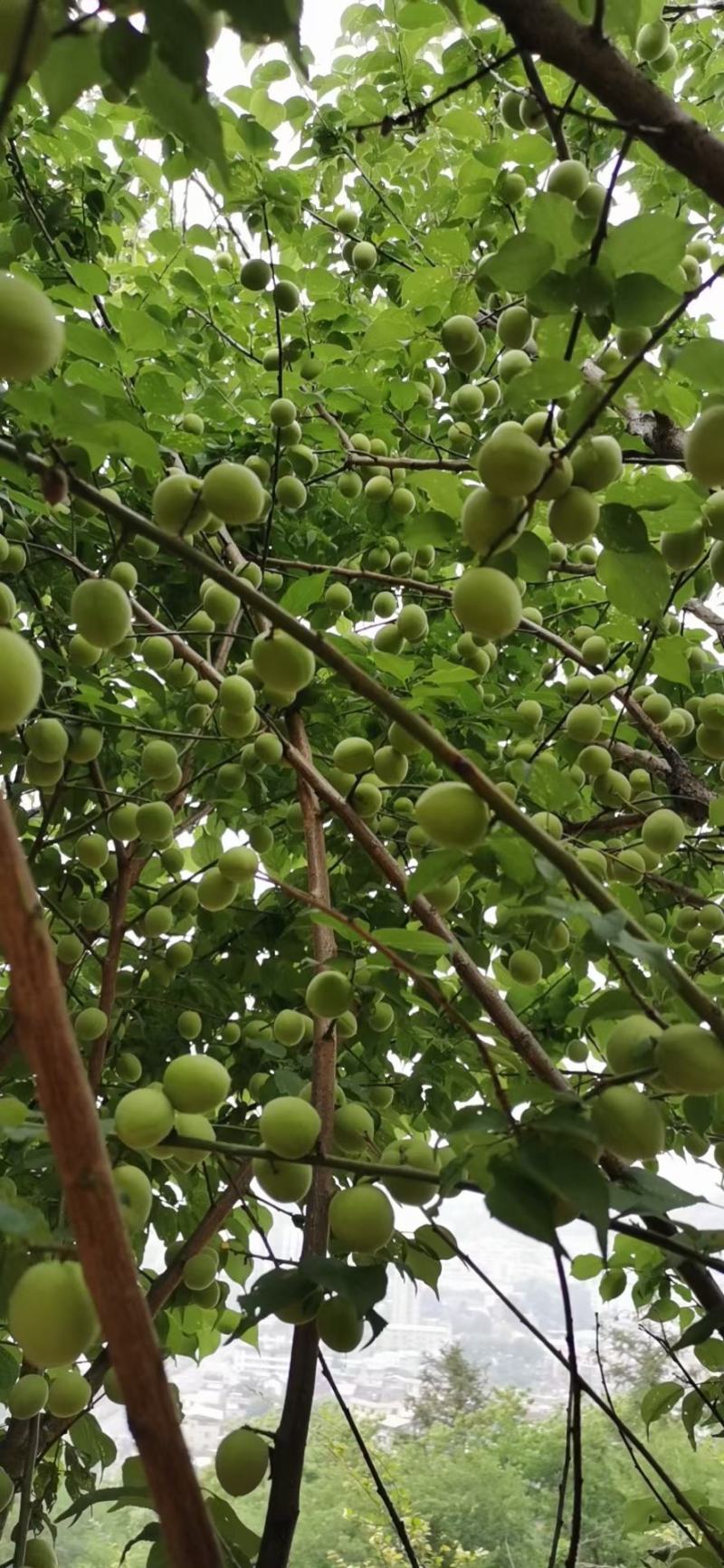 福建诏安新鲜青梅果现摘现发泡酒酸甜孕妇爱吃