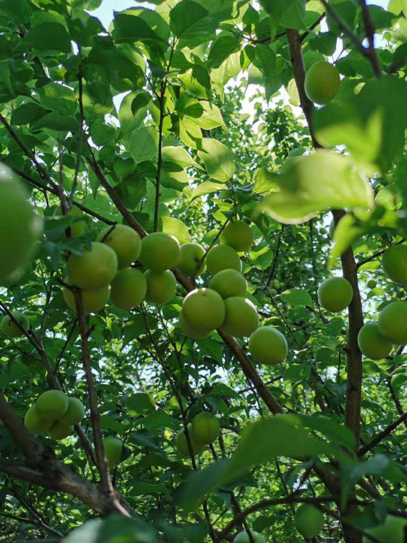 福建诏安新鲜青梅果现摘现发泡酒酸甜孕妇爱吃