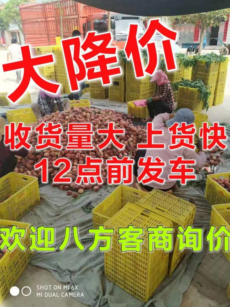 毛桃美佳红不软小红桃突围，美脆3个一斤，肉红果靓