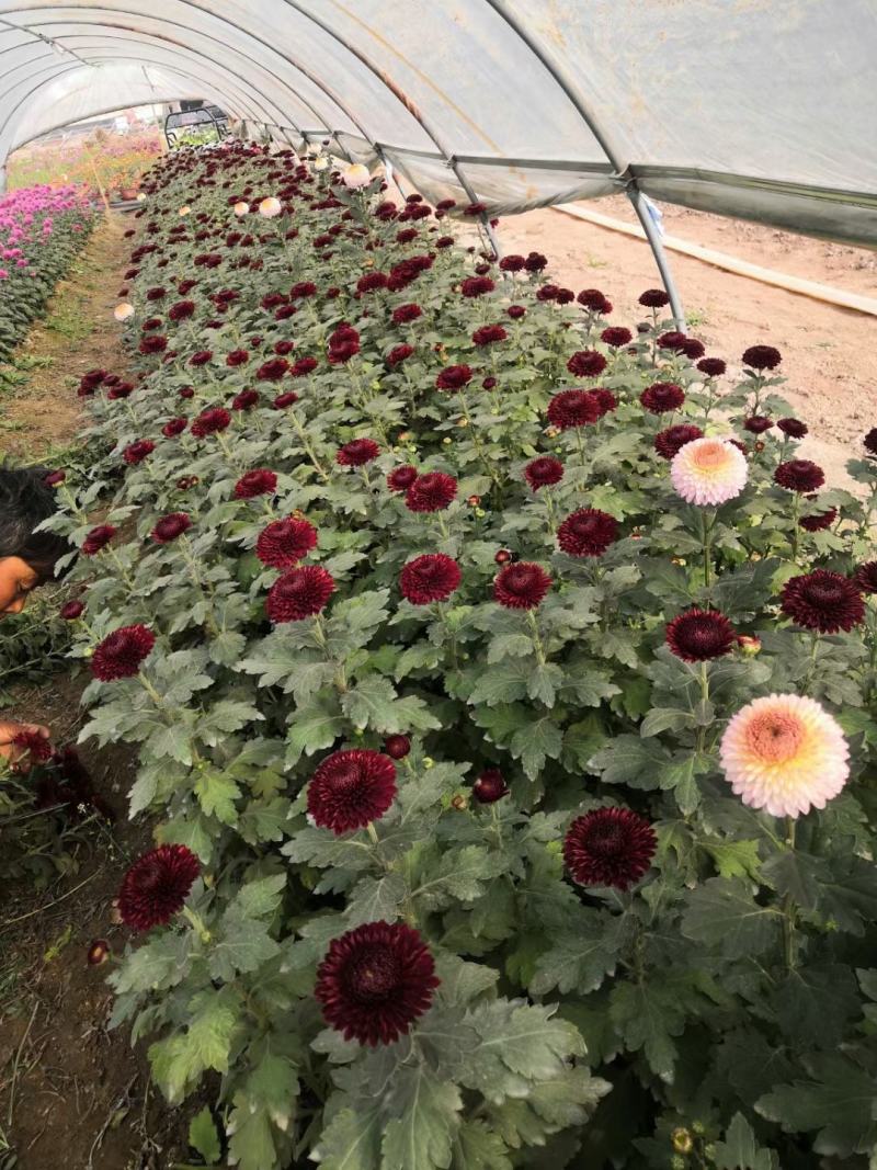 一手货源供应各种菊花苗：北京金丝皇菊婺源贡菊