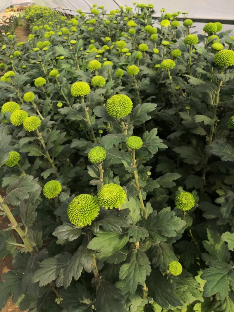 一手货源供应各种菊花苗：北京金丝皇菊婺源贡菊