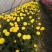 一手货源供应各种菊花苗：北京金丝皇菊婺源贡菊