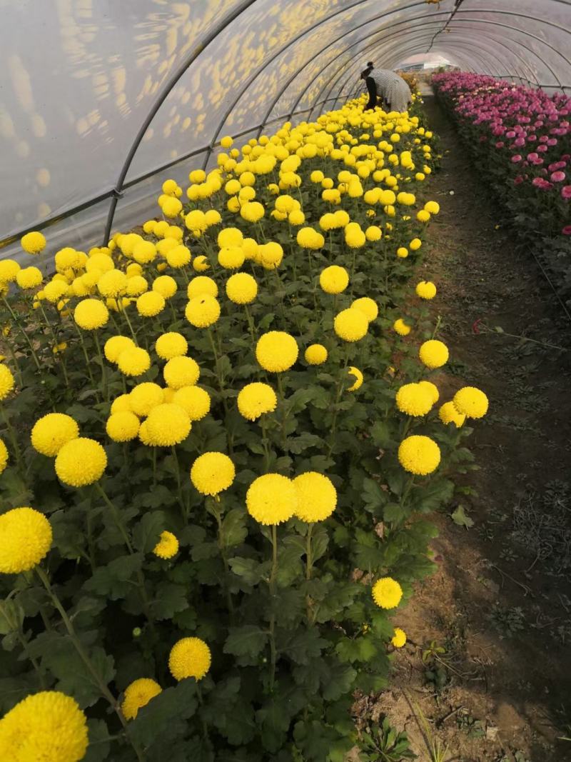 一手货源供应各种菊花苗：北京金丝皇菊婺源贡菊