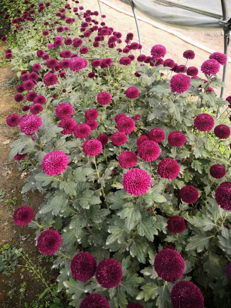 一手货源供应各种菊花苗：北京金丝皇菊婺源贡菊