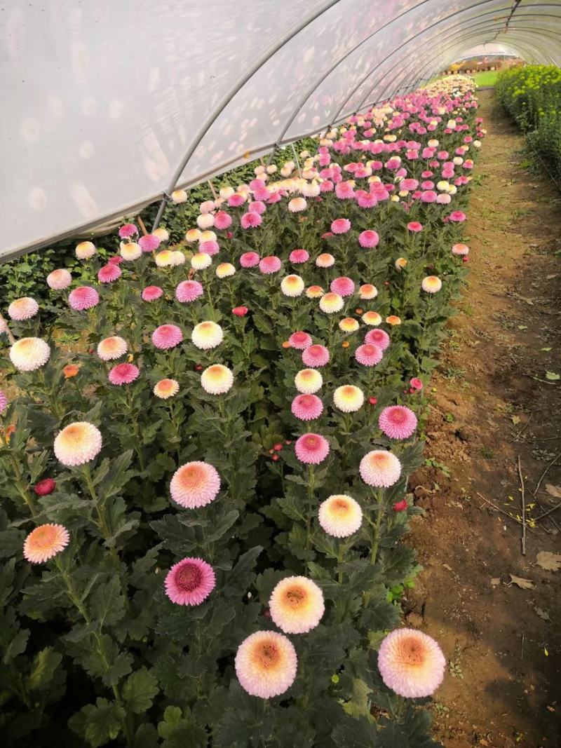 一手货源供应各种菊花苗：北京金丝皇菊婺源贡菊