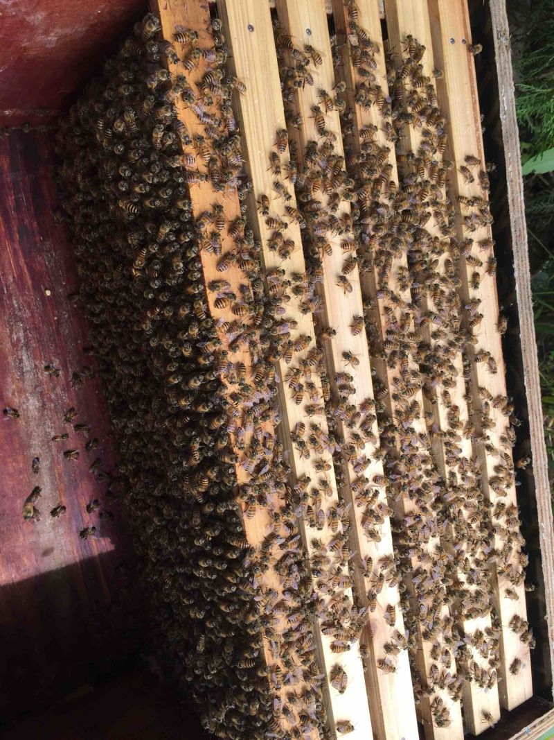 蜂箱蜜蜂箱授粉蜂箱