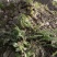 骨碎补