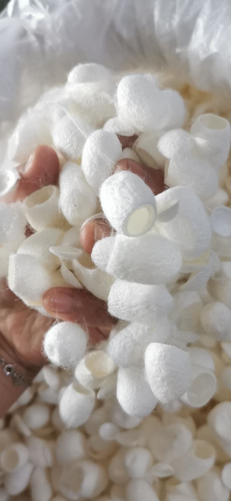 蚕茧中药材蚕壳干净大量现货产地直销