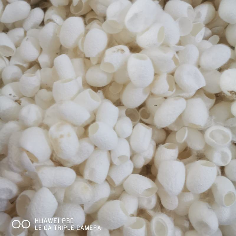 蚕茧中药材蚕壳干净大量现货产地直销
