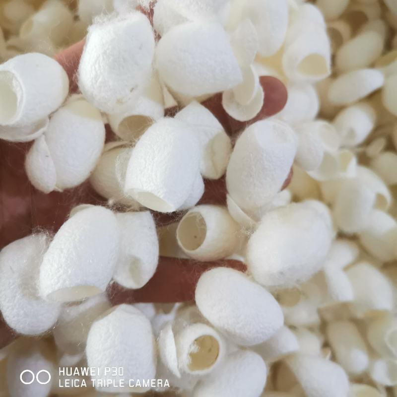 蚕茧中药材蚕壳干净大量现货产地直销