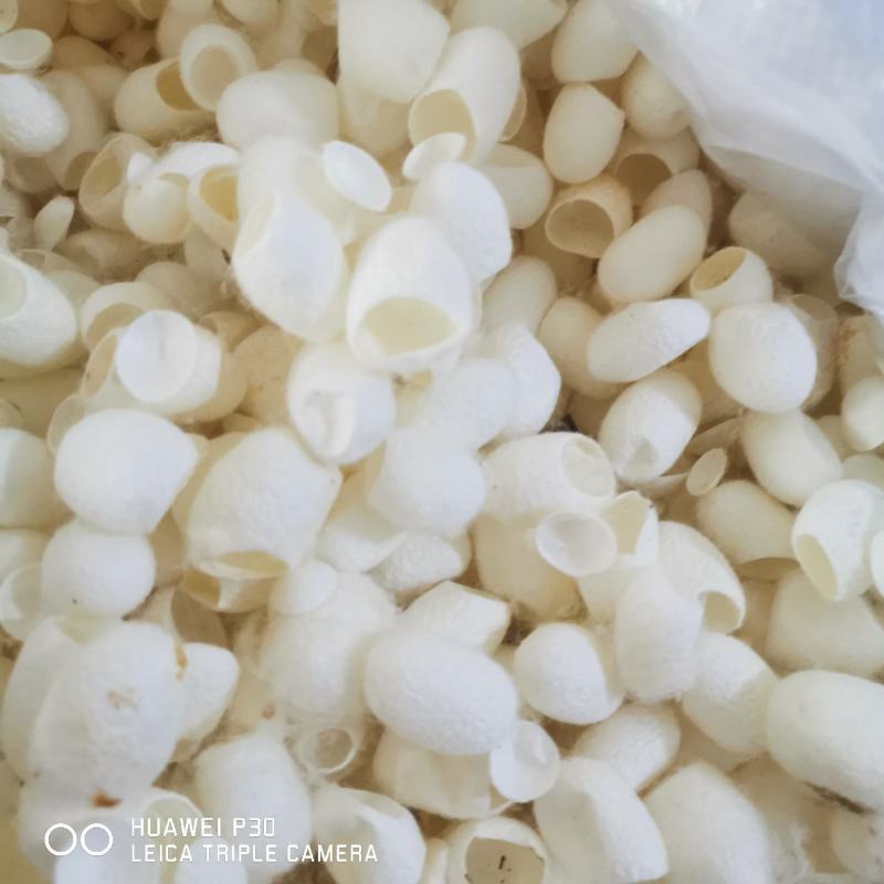蚕茧中药材蚕壳干净大量现货产地直销