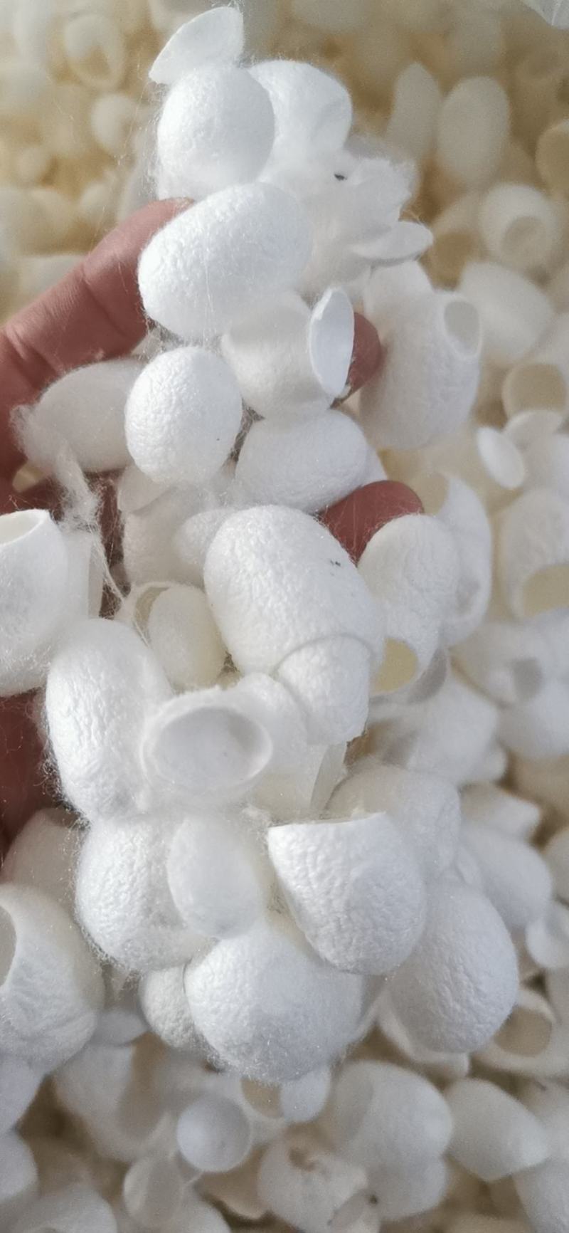 蚕茧中药材蚕壳干净大量现货产地直销