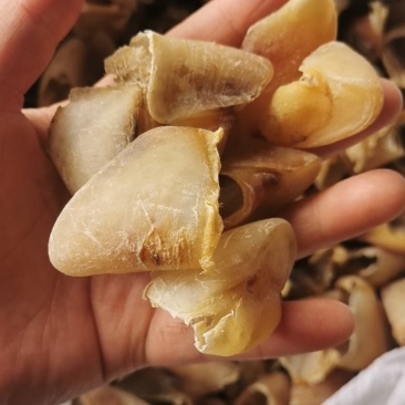 猪蹄甲包邮中药材猪退供应各种规格一手货源