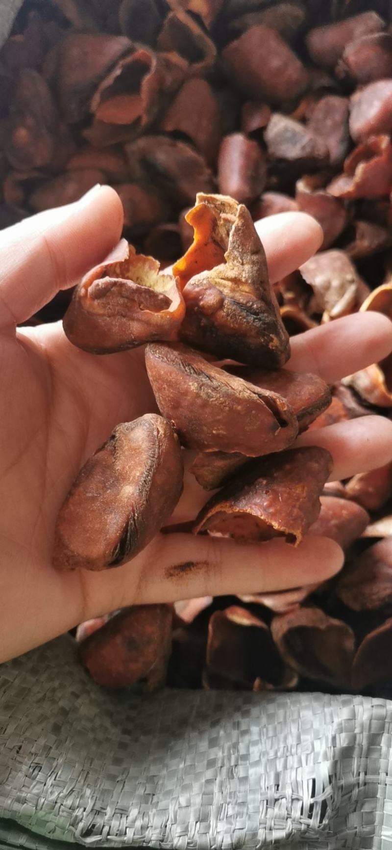 猪蹄甲包邮中药材猪退供应各种规格一手货源