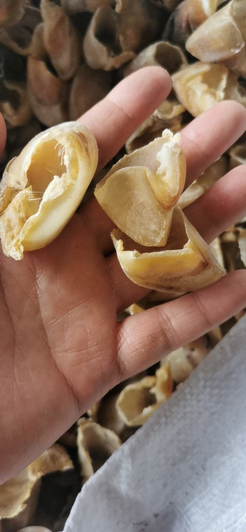 猪蹄甲包邮中药材猪退供应各种规格一手货源