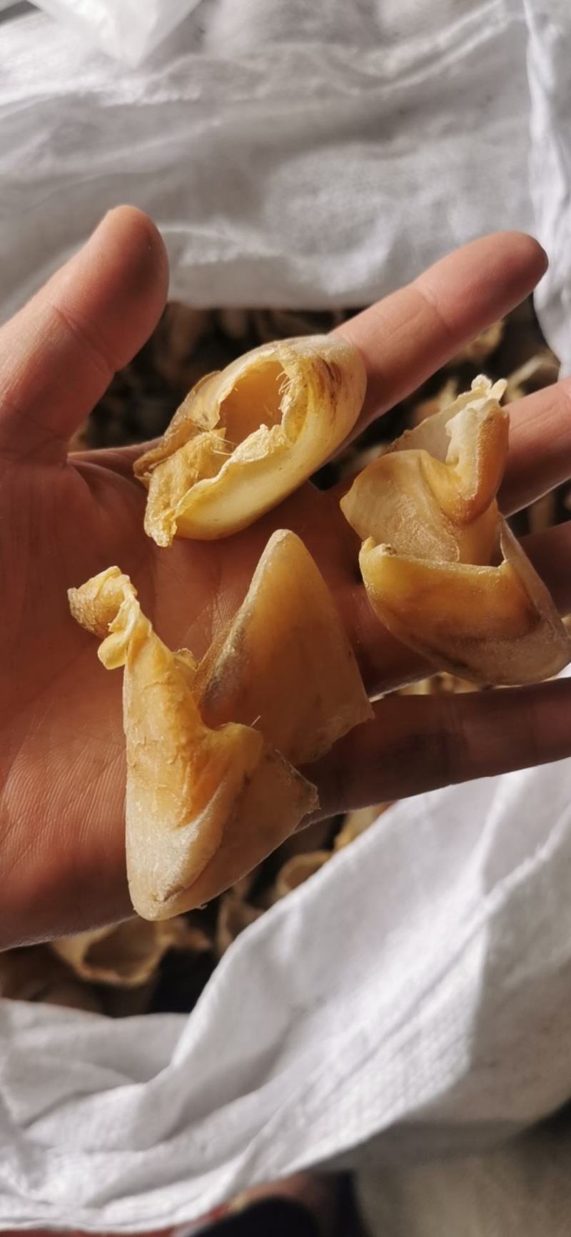 猪蹄甲包邮中药材猪退供应各种规格一手货源