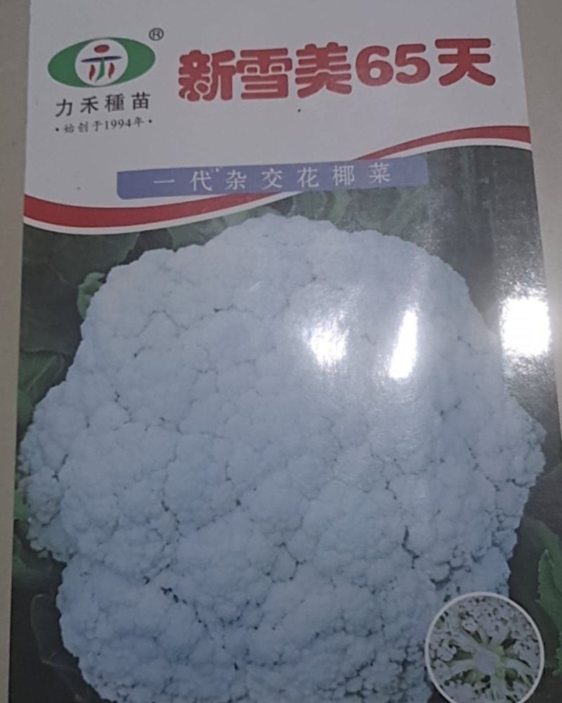 新雪美65菜花苗，大量预定中，质量保证，价格便宜